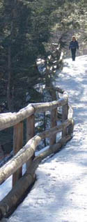 winter woods